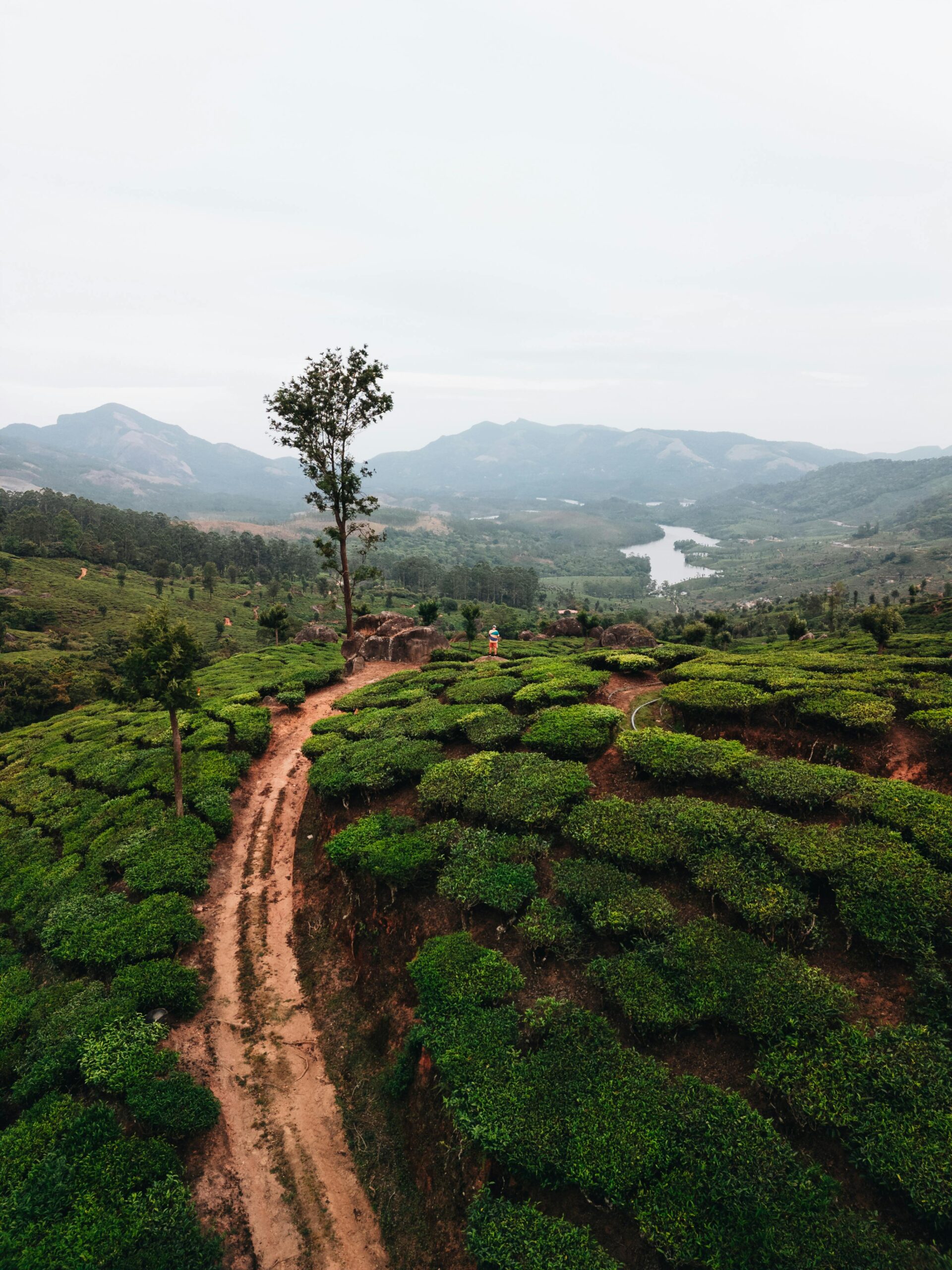 Explore the scenic beauty of Indian tea plantations with lush greenery and rolling hills.